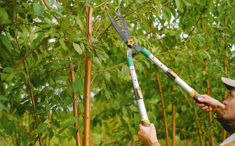 Tree trimming in Ararat, NC